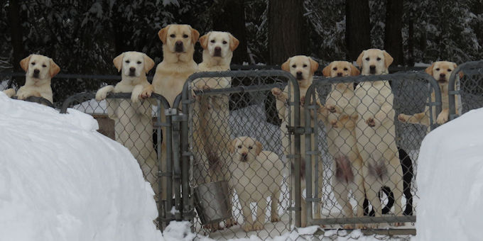 yellow females